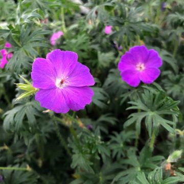 Geranium sanguineum - Geranio sanguigno