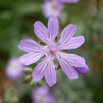 Geranium tuberosum - Geranio tuberoso