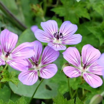 Geranium wallichianum Havana Blues