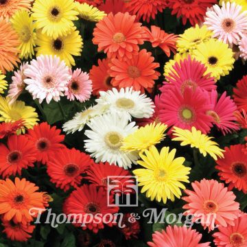 Gerbera T&M Mixed Hybride F2