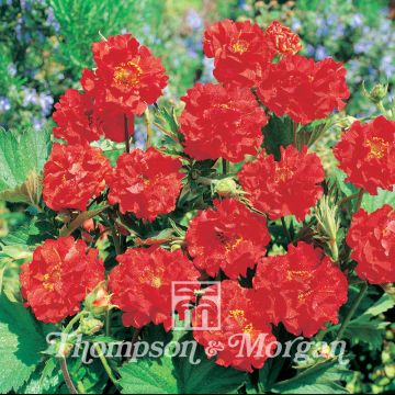 Geum coccineum Flore Pleno Blazing Sunset