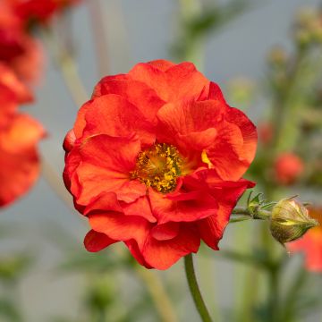 Geum Fiery Tempest