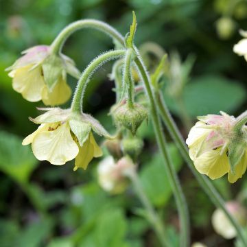 Geum rivale Lemon Drops