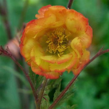 Geum coccineum Nonna