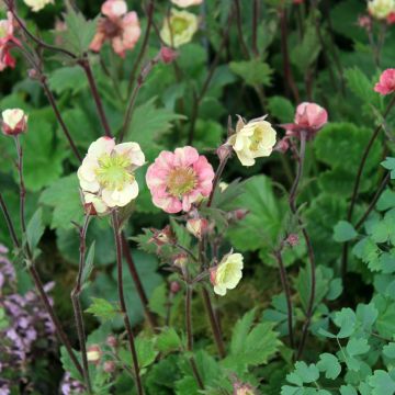 Geum Tempo Rose