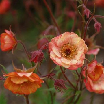 Geum coccineum Cocktail Wet Kiss