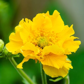 Geum chiloense Lady Stratheden