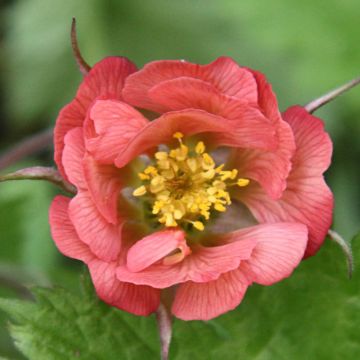 Geum rivale Leonard's Variety