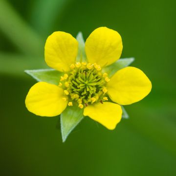 Geum urbanum - Cariofillata comune