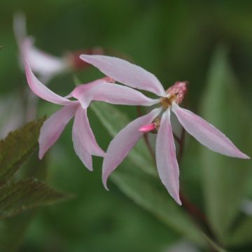 Gillenia trifoliata Pink Profusion