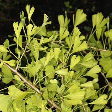 Ginkgo biloba Chotek