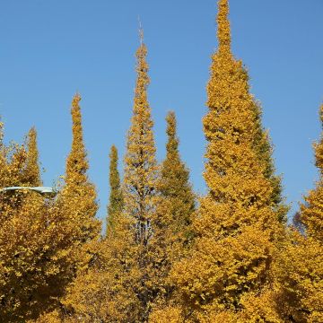 Ginkgo biloba Eiffel