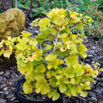 Ginkgo biloba Mariken