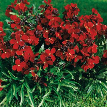 Erysimum Bedder Vulcan brune - Violaciocca