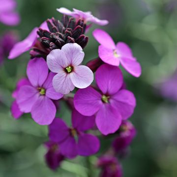 Erysimum Poem Lavender - Violaciocca