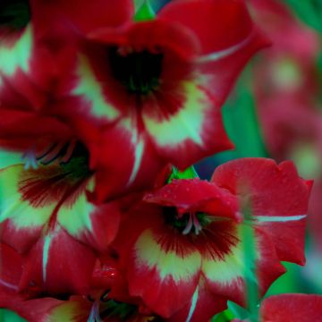 Gladiolus papilio Flevo Vito