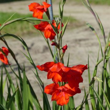 Gladiolus primulinus Mirella