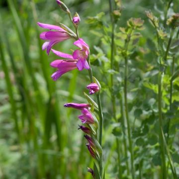 Gladiolus italicus