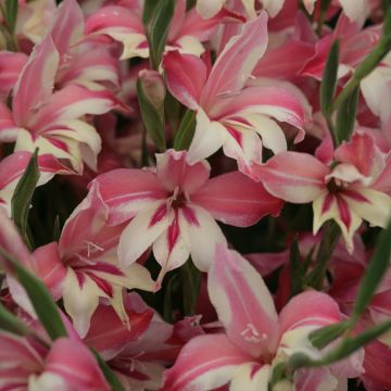 Gladiolus colvillei Galaxian