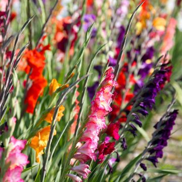 Gladiolus nanus Mix - Gladiolo nano