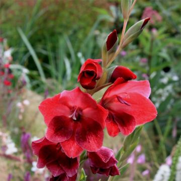 Gladiolus papilio Ruby