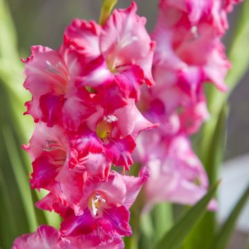 Gladiolus tubergenii Charm