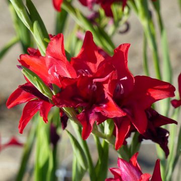 Gladiolus colvillei Robinetta