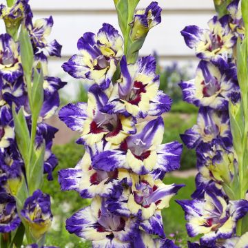 Gladiolus papilio Circus Club