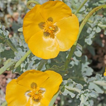 Glaucium flavum - Papavero cornuto