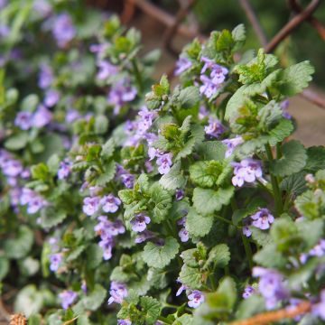 Glechoma hederacea - Ellera terrestre comune