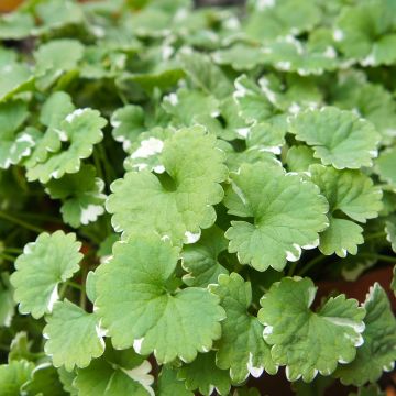 Glechoma hederacea Variegata