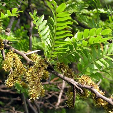 Gleditsia triacanthos - Spino di Giuda