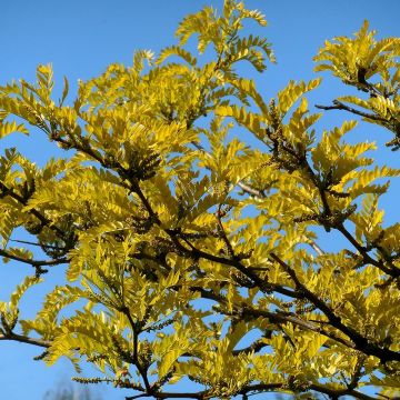 Gleditsia triacanthos f.inermis Shademaster