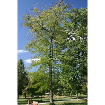 Gleditsia triacanthos f.inermis Skyline