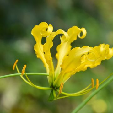 Gloriosa lutea Lutea