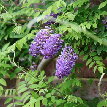 Wisteria frutescens Longwood Purple - Glicine americano