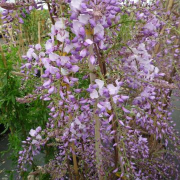 Wisteria sinensis Caroline - Glicine comune