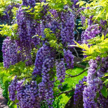 Wisteria sinensis Flore Pleno - Glicine comune