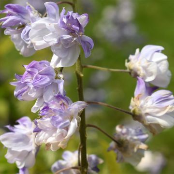 Wisteria floribunda Ed's Blue Dragon - Glicine