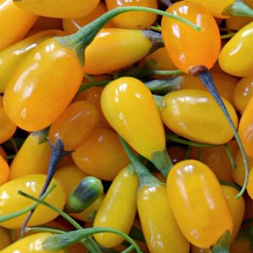 Lycium barbarum Amber Sweet - Goji