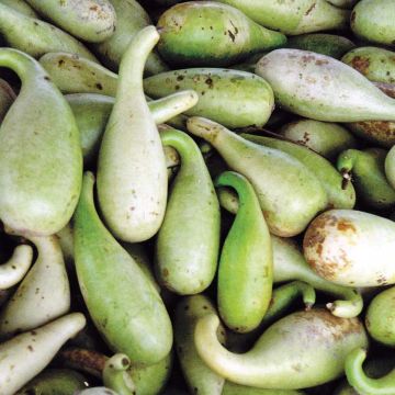 Zucca bottiglia Poire à Poudre Bio - Ferme de Sainte Marthe