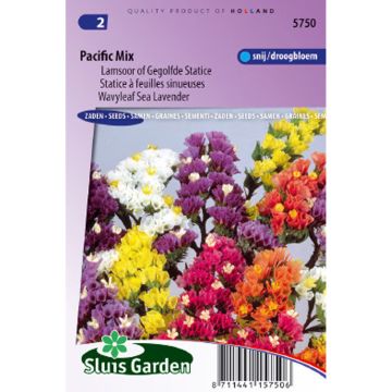 Limonium sinuatum Pacific Mix - Statice