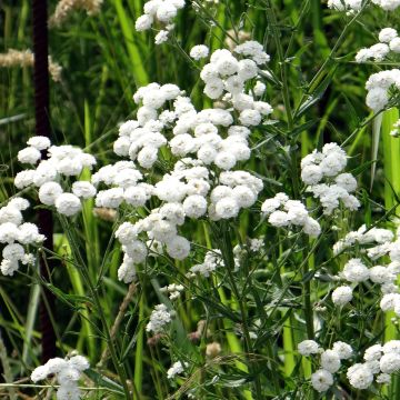 Achillea millefolium Ptarmica Double Diamond