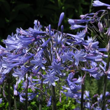 Agapanthus umbellatus Blue Umbrella (Semi)