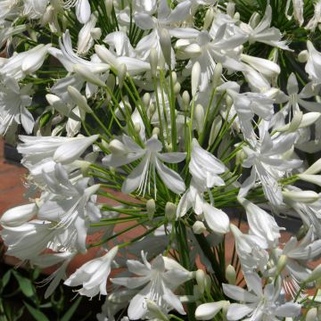 Agapanthus umbellatus White Umbrella (Semi)