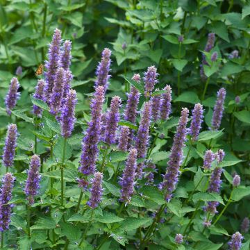 Agastache foeniculum (semi) - Anice menta