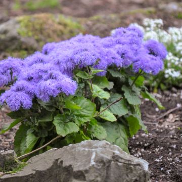 Ageratum Blue Mink (semi)