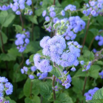 Ageratum Blue Bouquet