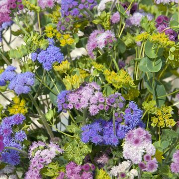 Ageratum Timeless Mixed