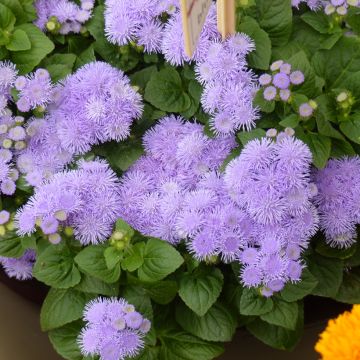 Ageratum  Aloha F1 Blue (semi)